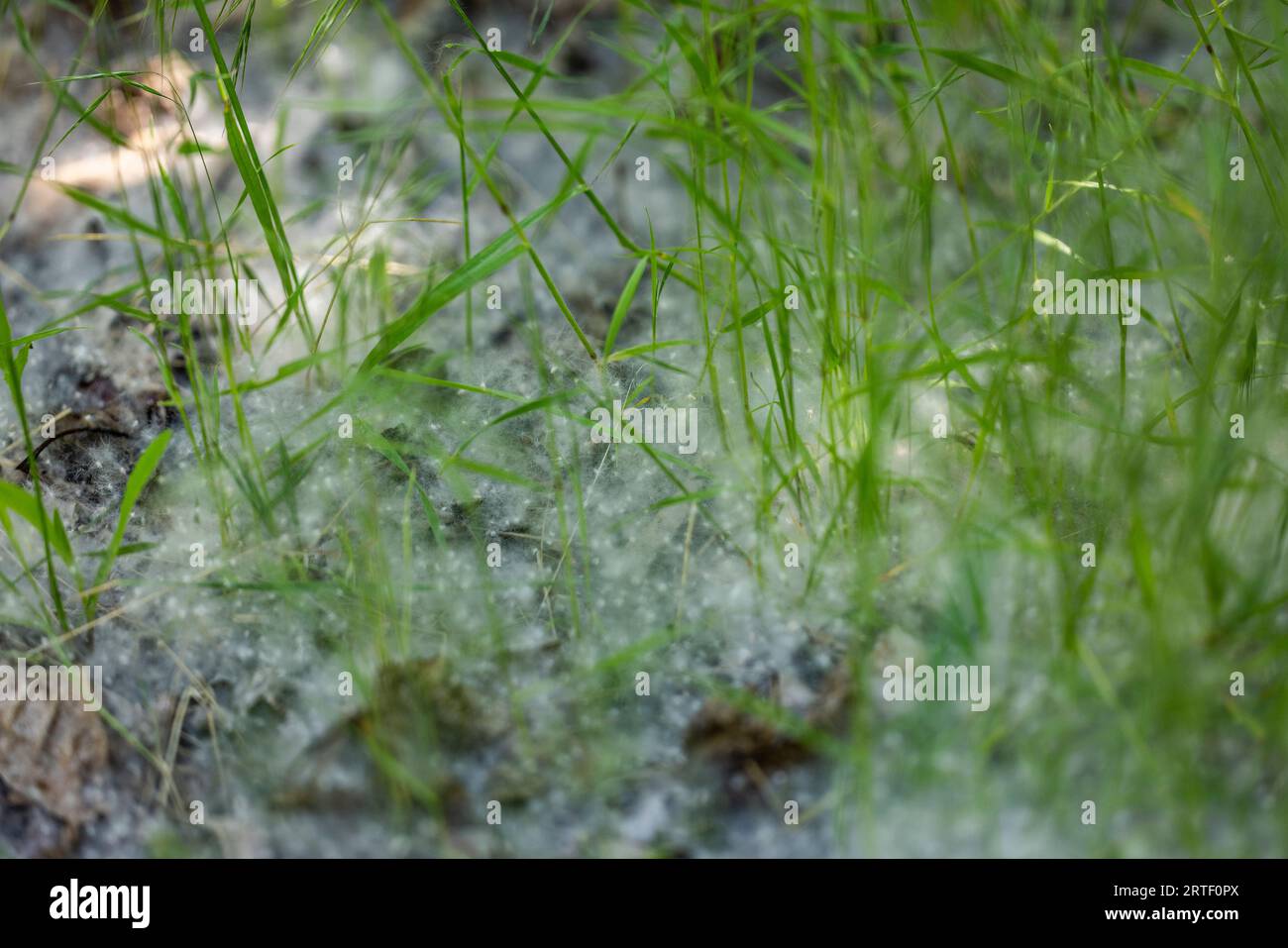 Nahaufnahme von wilden Gräsern mit Pollen von Cottonwood-Bäumen Stockfoto