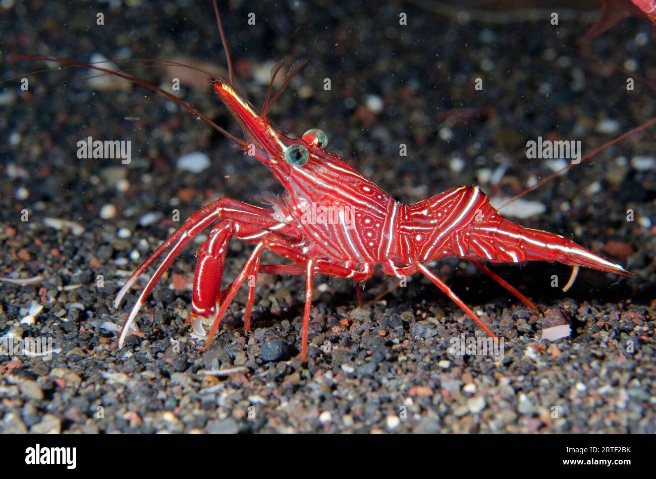 Dancing Shrimp, Rhynchocinetes durbanensis, Amed Beach Tauchplatz, Amed, Karangasem, Bali, Indonesien Stockfoto