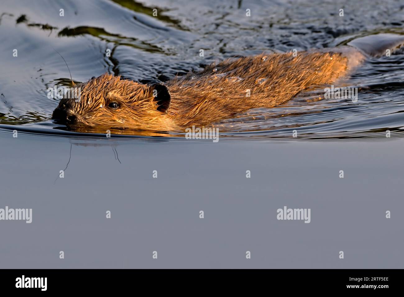 Ein wildes Biberbaby „Castor canadensis“, das im warmen Abendlicht in einem kleinen See im ländlichen Alberta, Kanada, schwimmt. Stockfoto