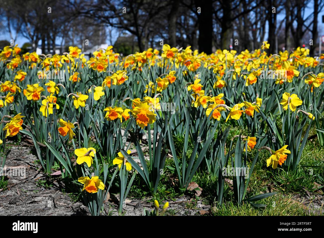 Frühling in Christchurch, Neuseeland. Narzissen in voller Blüte im Flay Park. Stockfoto