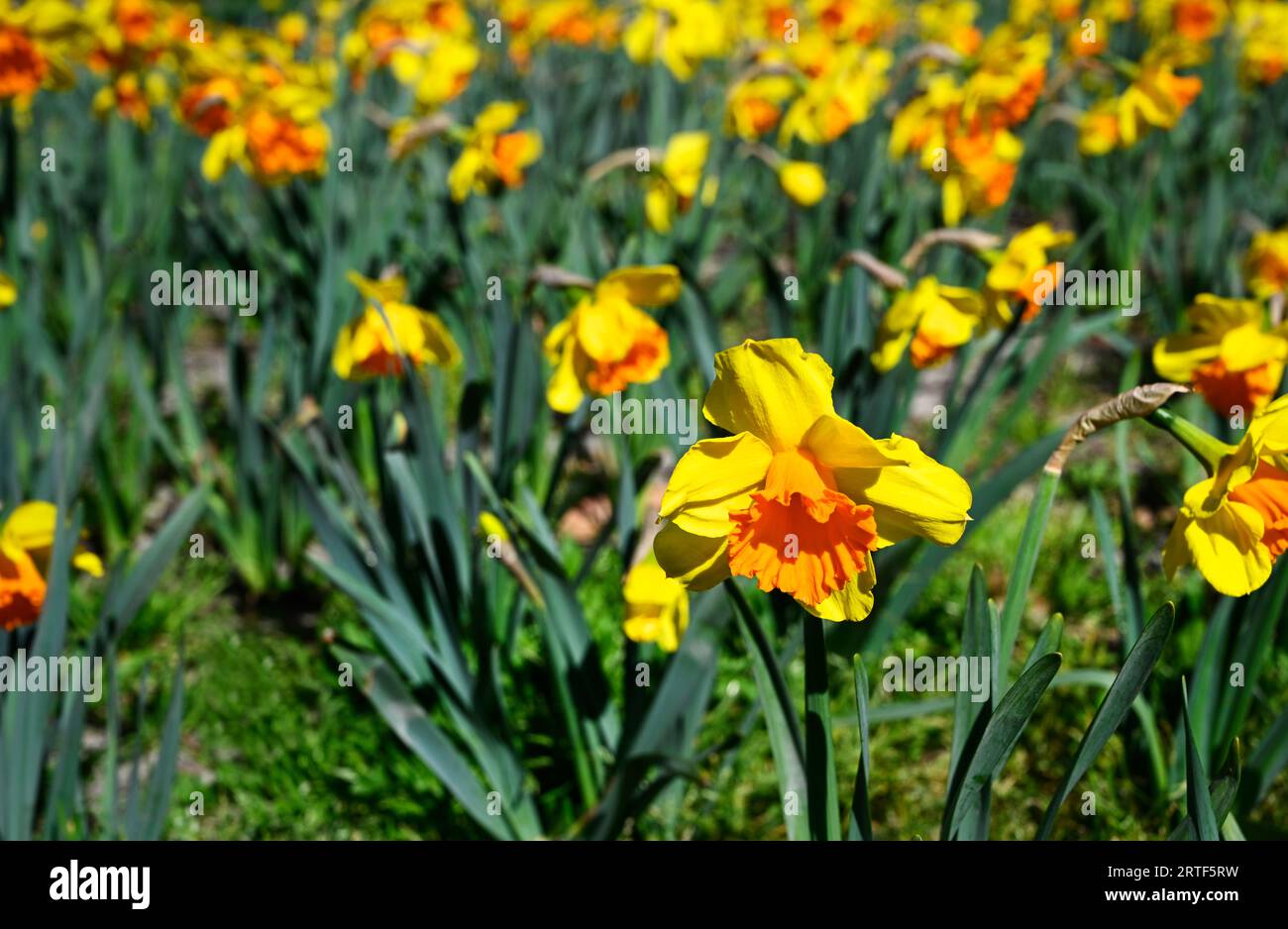 Frühling in Christchurch, Neuseeland. Narzissen in voller Blüte im Flay Park. Nahaufnahme. Stockfoto