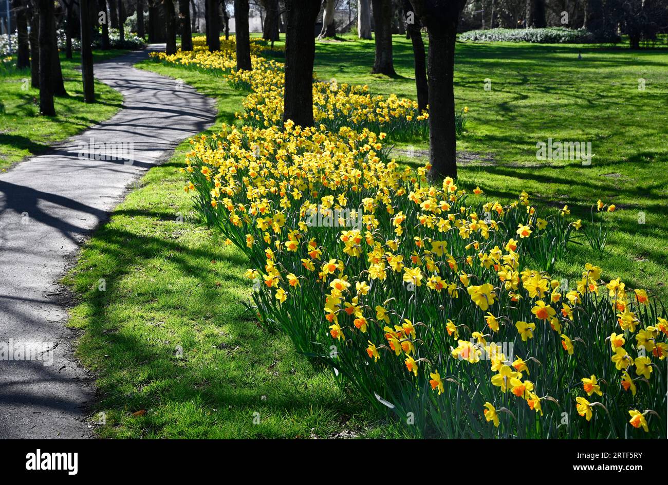 Frühling in Christchurch, Neuseeland. Narzissen in voller Blüte im Flay Park. Entlang eines Pfads. Stockfoto