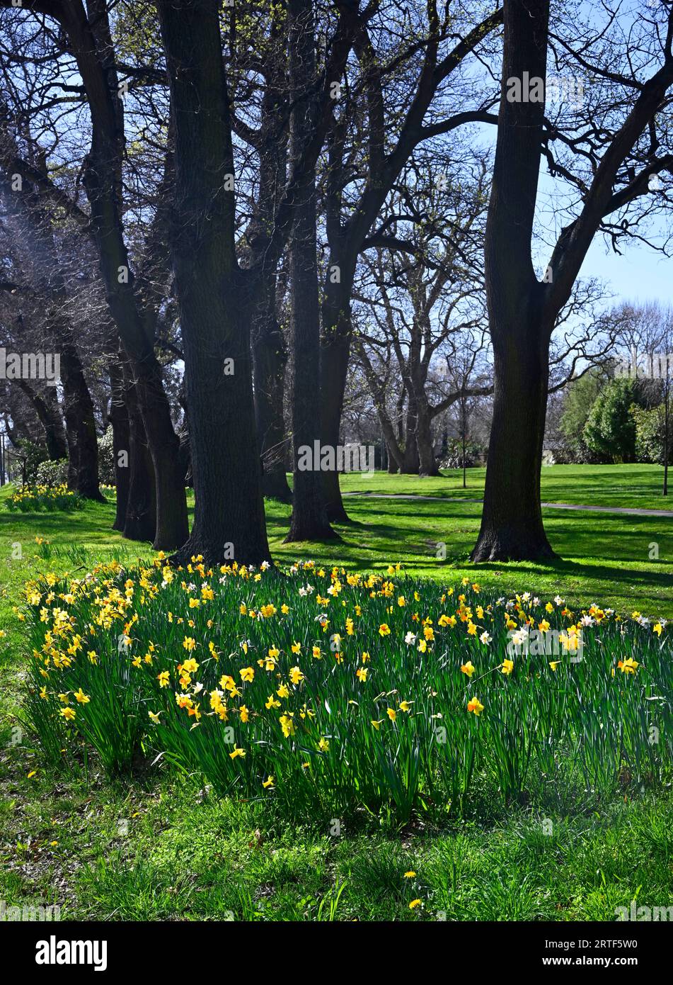 Frühling in Christchurch, Neuseeland. Narzissen in voller Blüte im Flay Park. Eichen im Hintergrund. Stockfoto