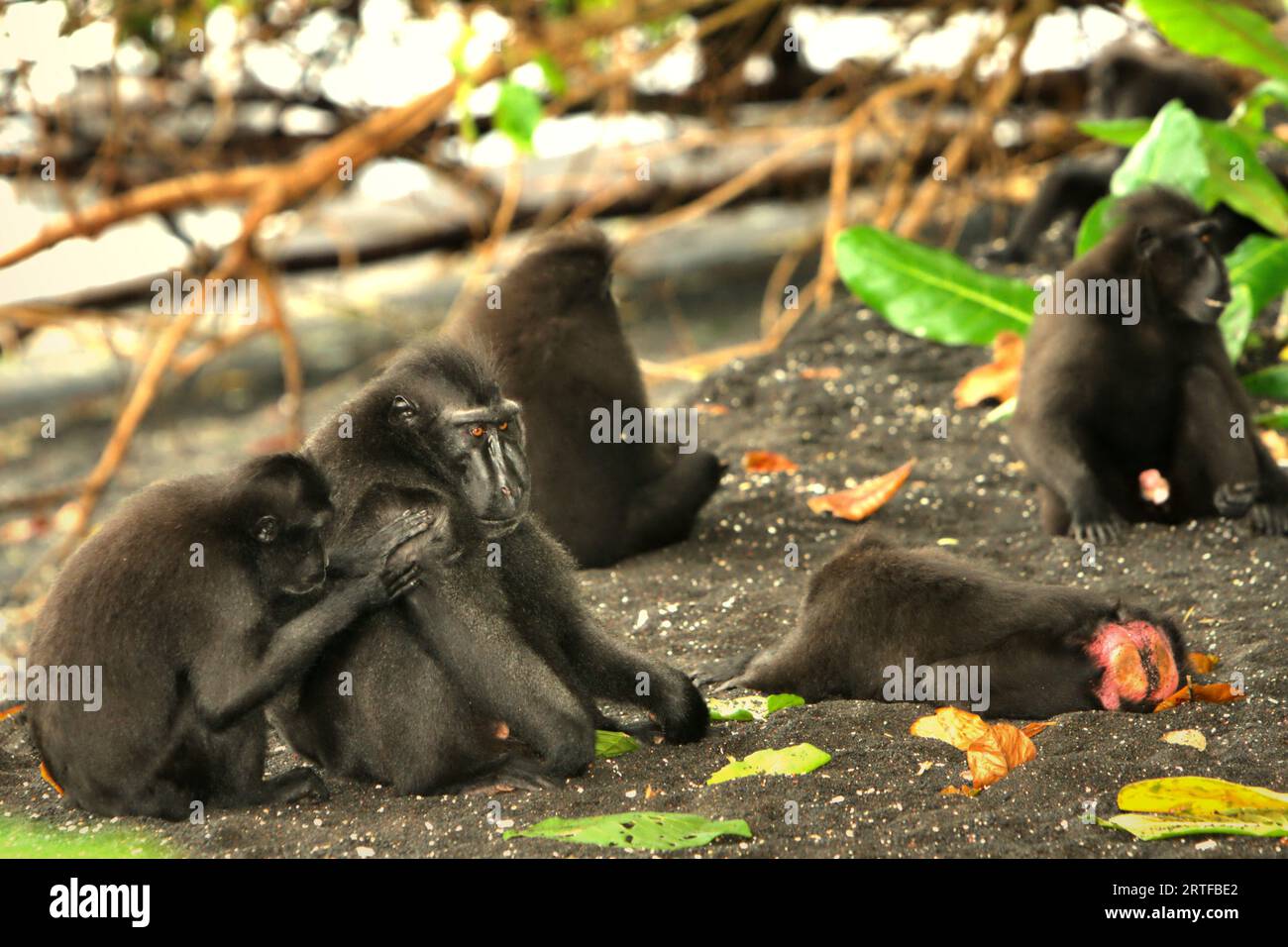 Eine Gruppe von Makaken (Macaca nigra) wird an einem Strand im Tangkoko-Wald in Nord-Sulawesi, Indonesien, fotografiert. Klimawandel und Krankheiten sind neue Bedrohungen für Primaten, während Schopfmakaken laut Primatologen zu den 10 % der Primatenarten gehören, die besonders anfällig für Dürren sind. Ein kürzlich erschienener Bericht zeigte, dass die Temperatur im Tangkoko-Wald tatsächlich steigt und der Fruchtbestand insgesamt zurückgeht. Macaca nigra gilt als eine Schlüsselart in ihrem Lebensraum, eine wichtige "Dachart" für den Erhalt der biologischen Vielfalt. Stockfoto