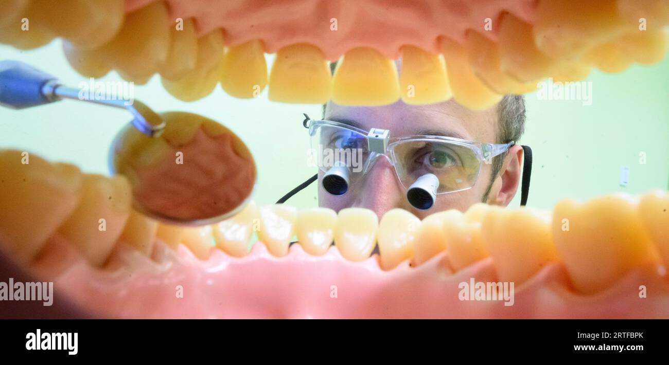 PRODUKTION - 11. September 2023, Niedersachsen, Hannover: ILLUSTRATION - Kinderzahnarzt Tobias Tetzlaff untersucht eine künstliche Prothese in einer Zahnarztpraxis für Fotoshootings (Posted Scene). Der KZVN, die ZKN, die Zentisten für Niedersachsen und der FVDZ rufen aufgrund des aktuellen Spargesetzes des bundes zu Protesten im Niedersächsischen landtag auf. Die Vereine betrachten die Zahnpflege in Niedersachsen als durch die m gefährdet Stockfoto