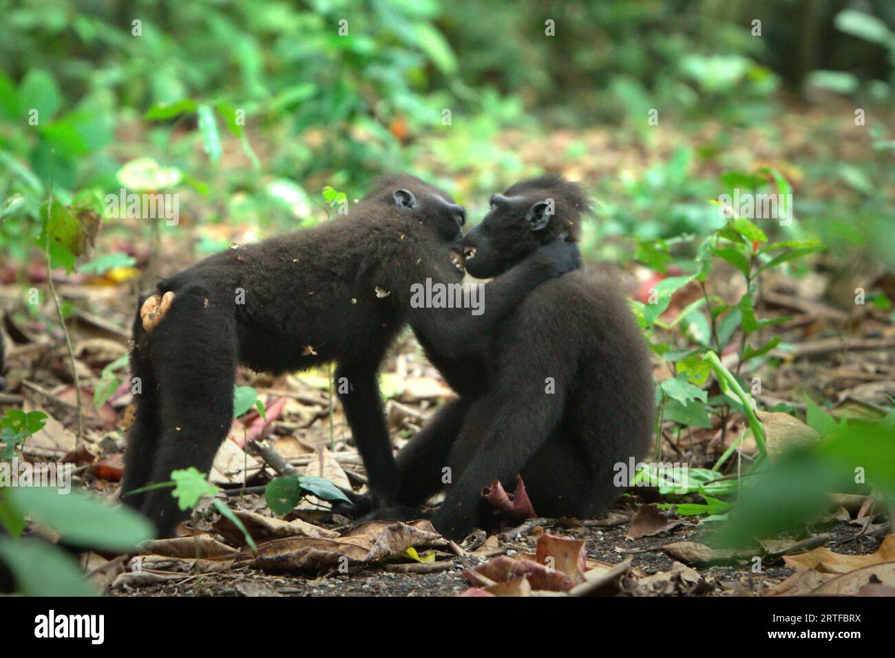 Eine Versöhnung zwischen zwei jungen Kreppmakaken (Macaca nigra) nach einer aggressiven Interaktion im Tangkoko-Wald, Nord-Sulawesi, Indonesien. Primatologen des Macaca Nigra Project haben herausgefunden, dass Kämpfe oder Verfolgungen miteinander Teil der sozialen Aktivitäten von Crested Macaque sind. Aggressive manuelle Kontakte traten häufig auf und sind sehr normal, und es folgen oft Vergeltungsmaßnahmen und Versöhnung - eine Tatsache, die dazu beigetragen hat, den Ruf von Makaken mit Hauben als hochgradig sozial tolerante Spezies aufzubauen. Es kommt jedoch häufig zu realen Konflikten zwischen Gruppen. Stockfoto