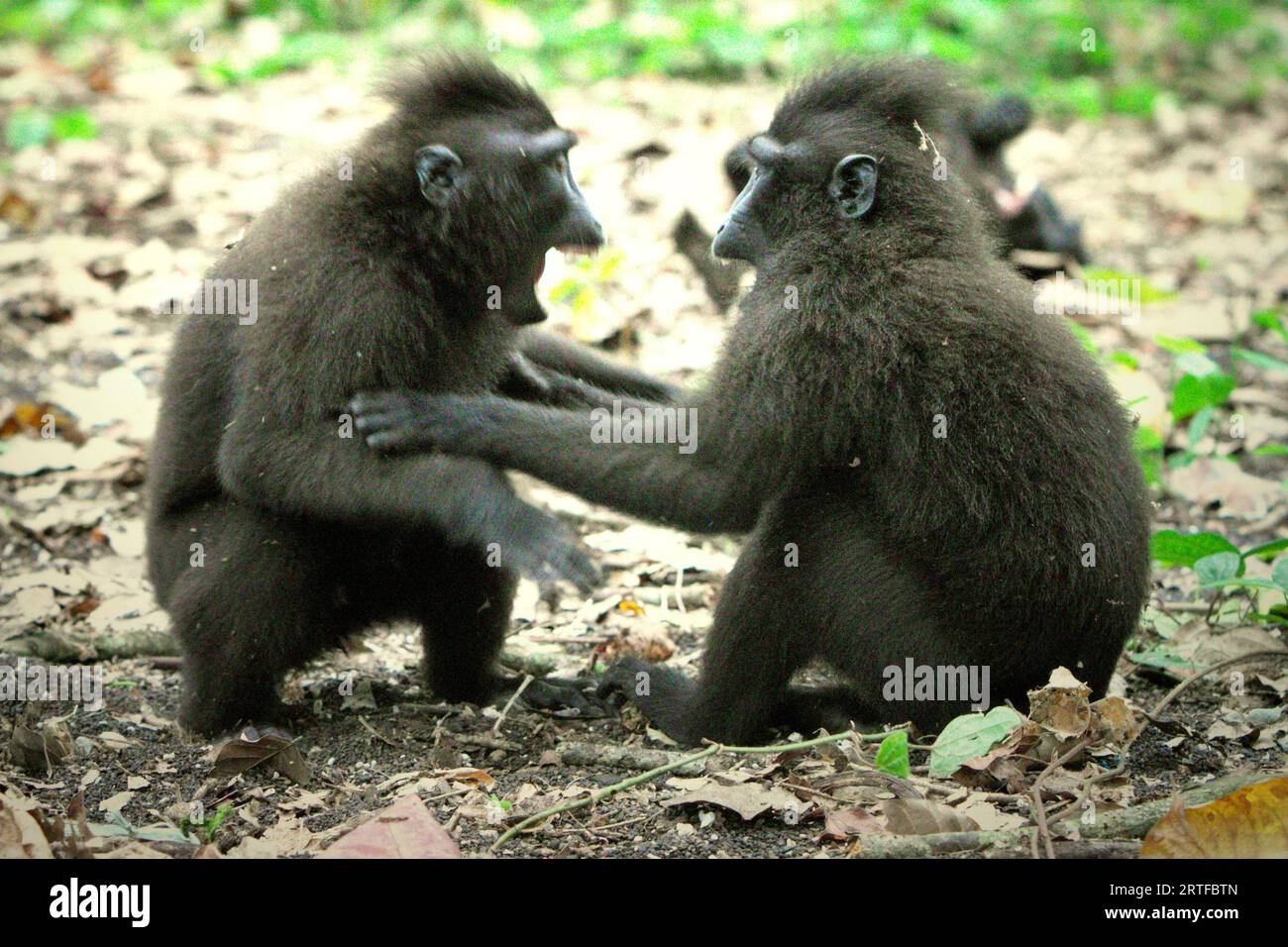 Aggressives Verhalten zwischen zwei jungen Sulawesi-Kremmakaken (Macaca nigra) wird im Tangkoko-Wald, Nord-Sulawesi, Indonesien, fotografiert. Primatologen des Macaca Nigra Project haben herausgefunden, dass Kämpfe oder Verfolgungen miteinander Teil der sozialen Aktivitäten von Crested Macaque sind. Aggressive manuelle Kontakte traten häufig auf und sind sehr normal, und es folgen oft Vergeltungsmaßnahmen und Versöhnung - eine Tatsache, die dazu beigetragen hat, den Ruf von Makaken mit Hauben als hochgradig sozial tolerante Spezies aufzubauen. Es kommt jedoch häufig zu realen Konflikten zwischen Gruppen. Stockfoto