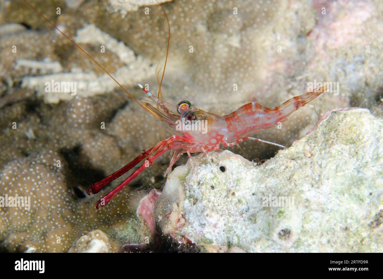 Schnabelgarnele, Cinetorhynchus reticulatus, mit langen Krallen auf Hartkorallen, Scleractinia Order, Nachttauchen, Mimpi Channel Jetty Tauchplatz Stockfoto
