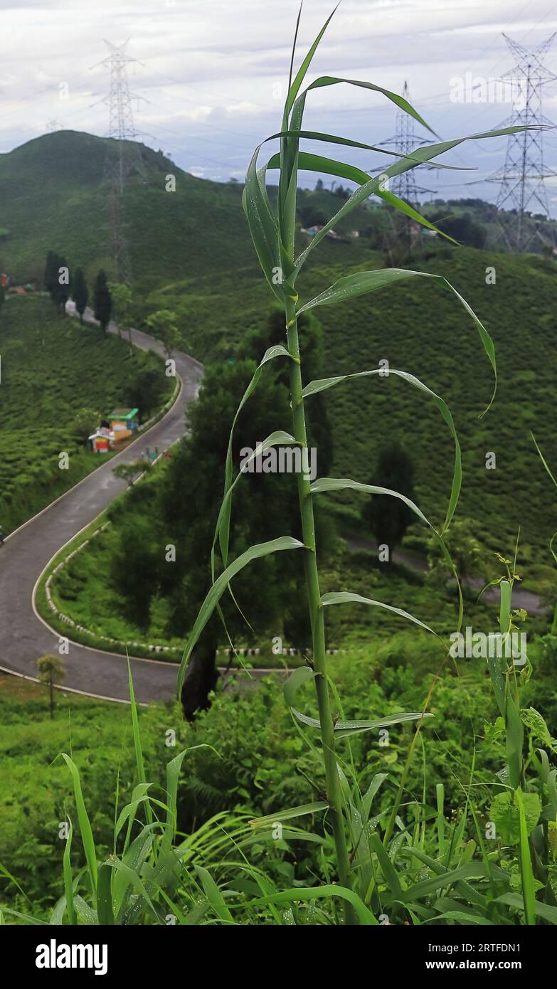 zick-Zag-Bergstraße durch den üppigen grünen Teegarten, am himalaya-Vorgebirge bei Mirik in der Nähe von darjeeling im Westen bengals in indien Stockfoto