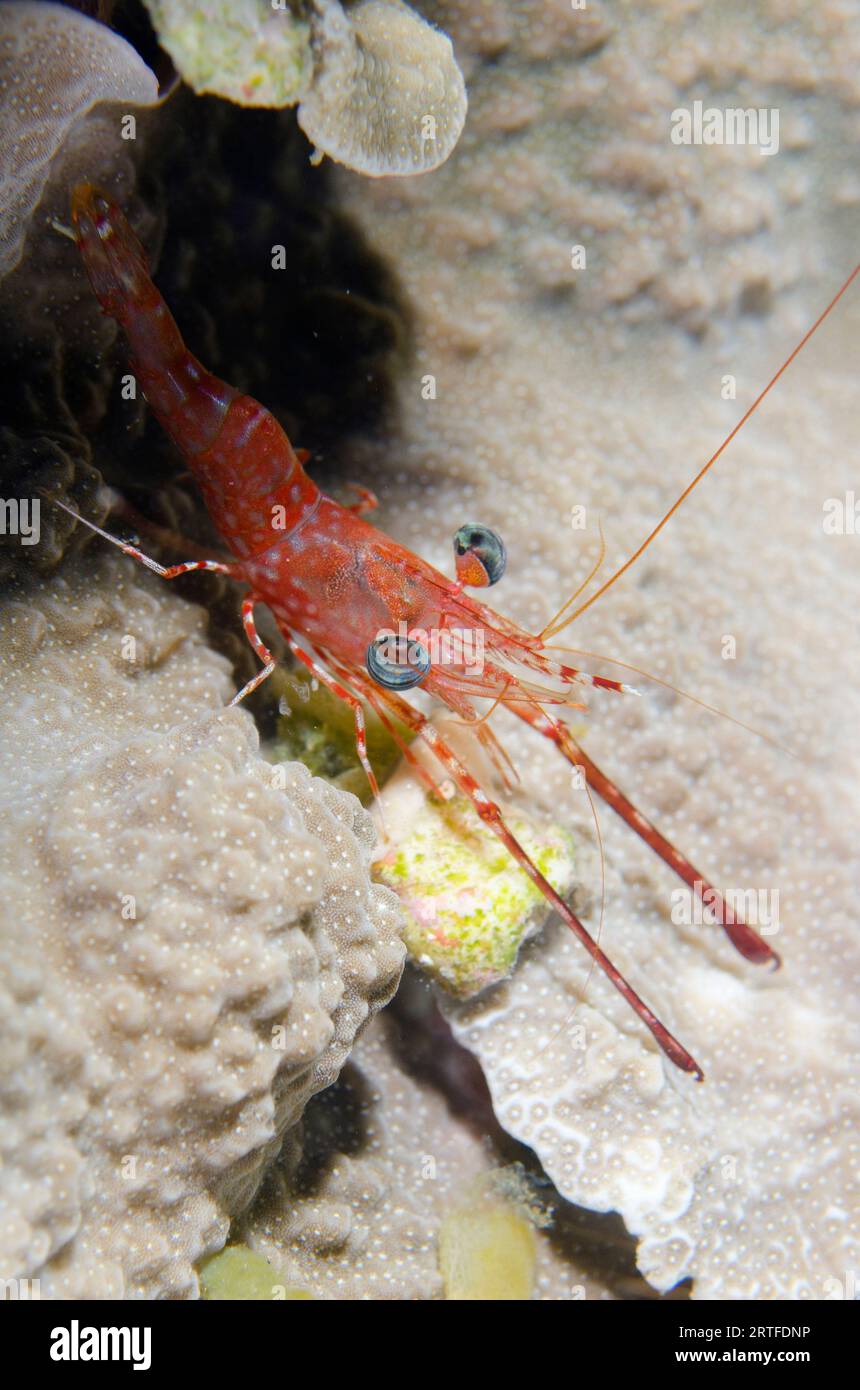 Schnabelgarnele, Cinetorhynchus reticulatus, mit langen Krallen auf Hartkorallen, Scleractinia Order, Nachttauchen, Mimpi Channel Jetty Tauchplatz Stockfoto