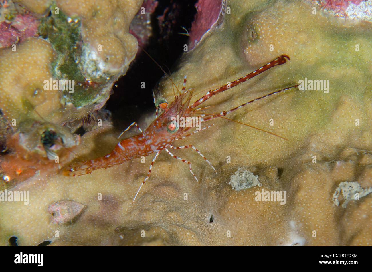 Schnabelgarnele, Cinetorhynchus reticulatus, mit langen Krallen auf Hartkorallen, Scleractinia Order, Nachttauchen, Mimpi Channel Jetty Tauchplatz Stockfoto