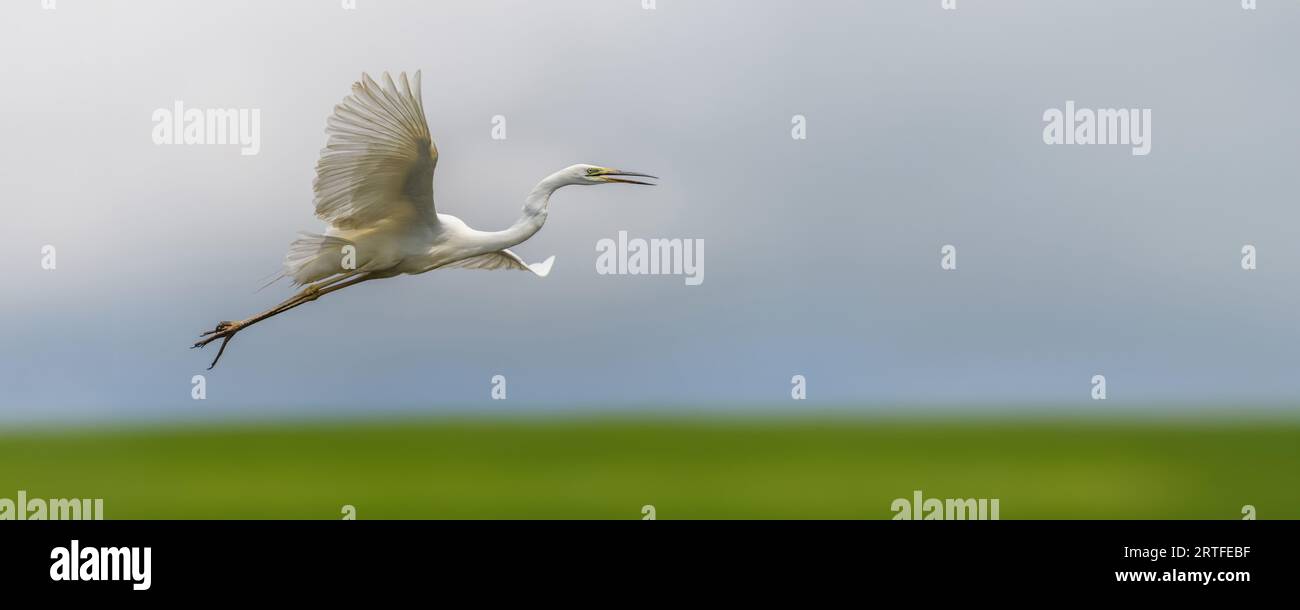 Weißer Reiher, Großreiher, fliegen auf dem Himmel Hintergrund. Wasservogel im Naturlebensraum. Wildtierszene Stockfoto