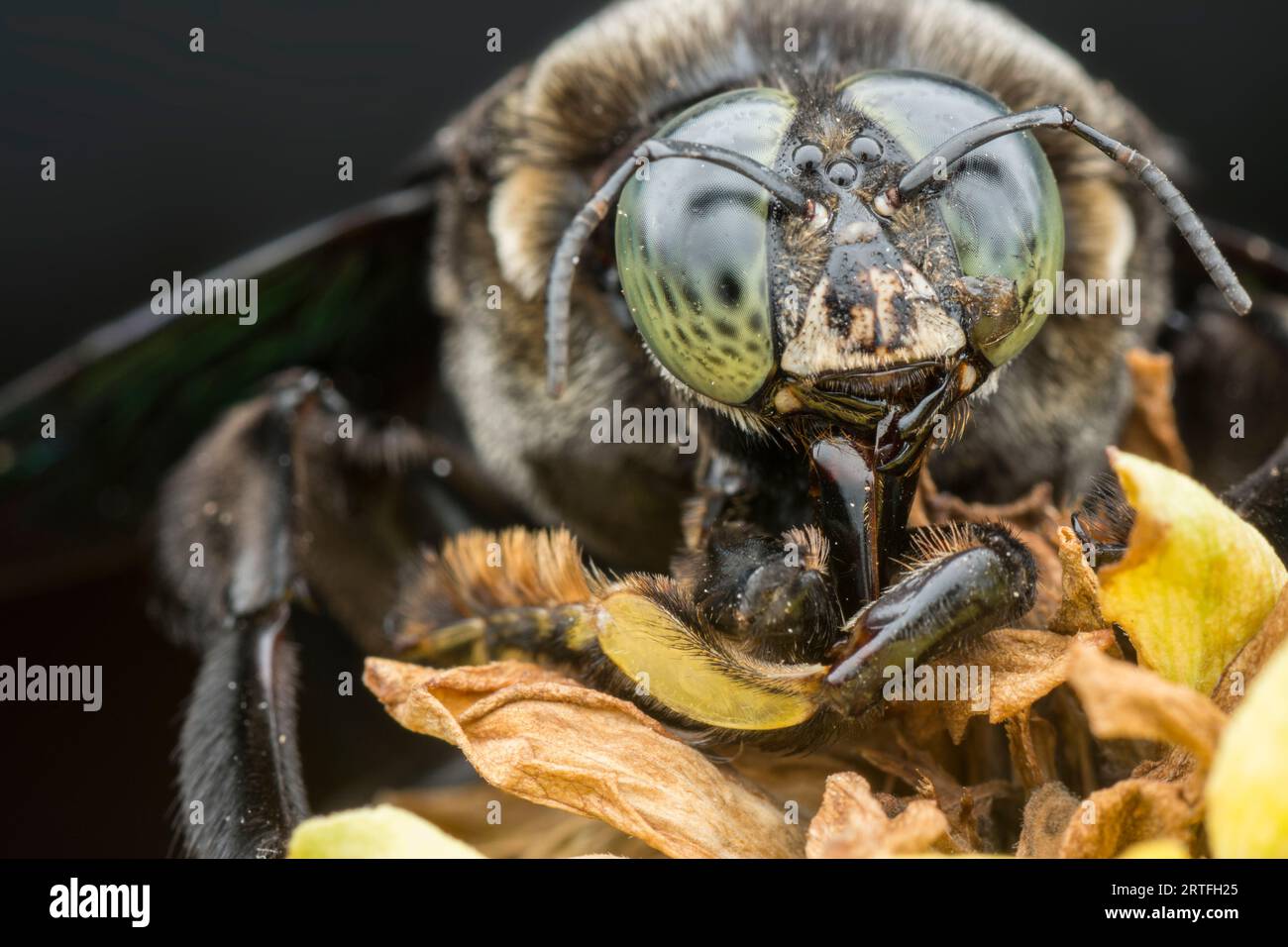 Nahaufnahme der Zimmermannsbiene Stockfoto