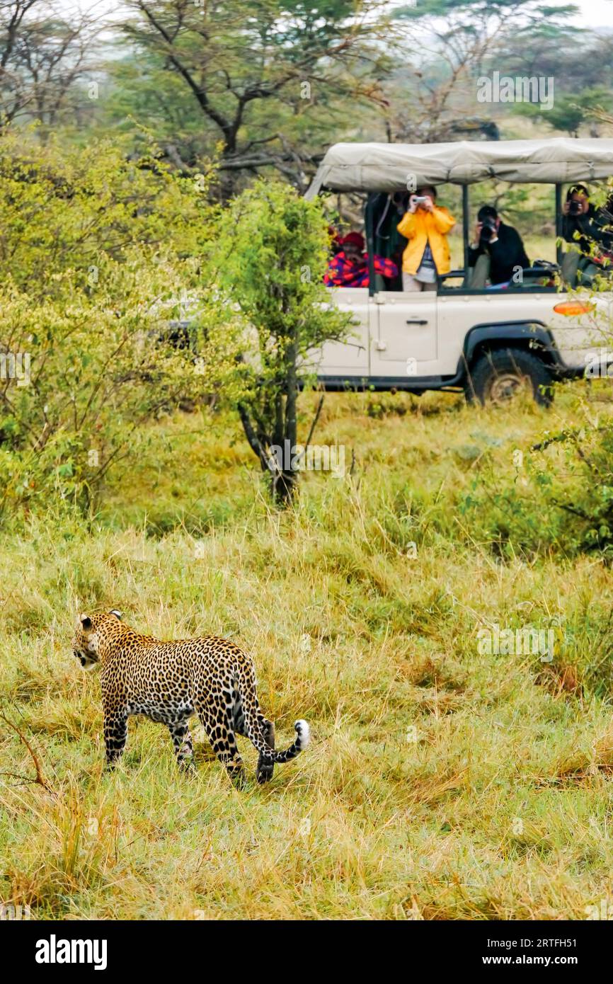 Maasai Mara, Kenia - 26. September 2013. Konzentrieren Sie sich auf einen männlichen Leoparden (Panthera pardus), der ruhig durch Gras läuft, während asiatische Safari-Gäste Fotos machen. Stockfoto