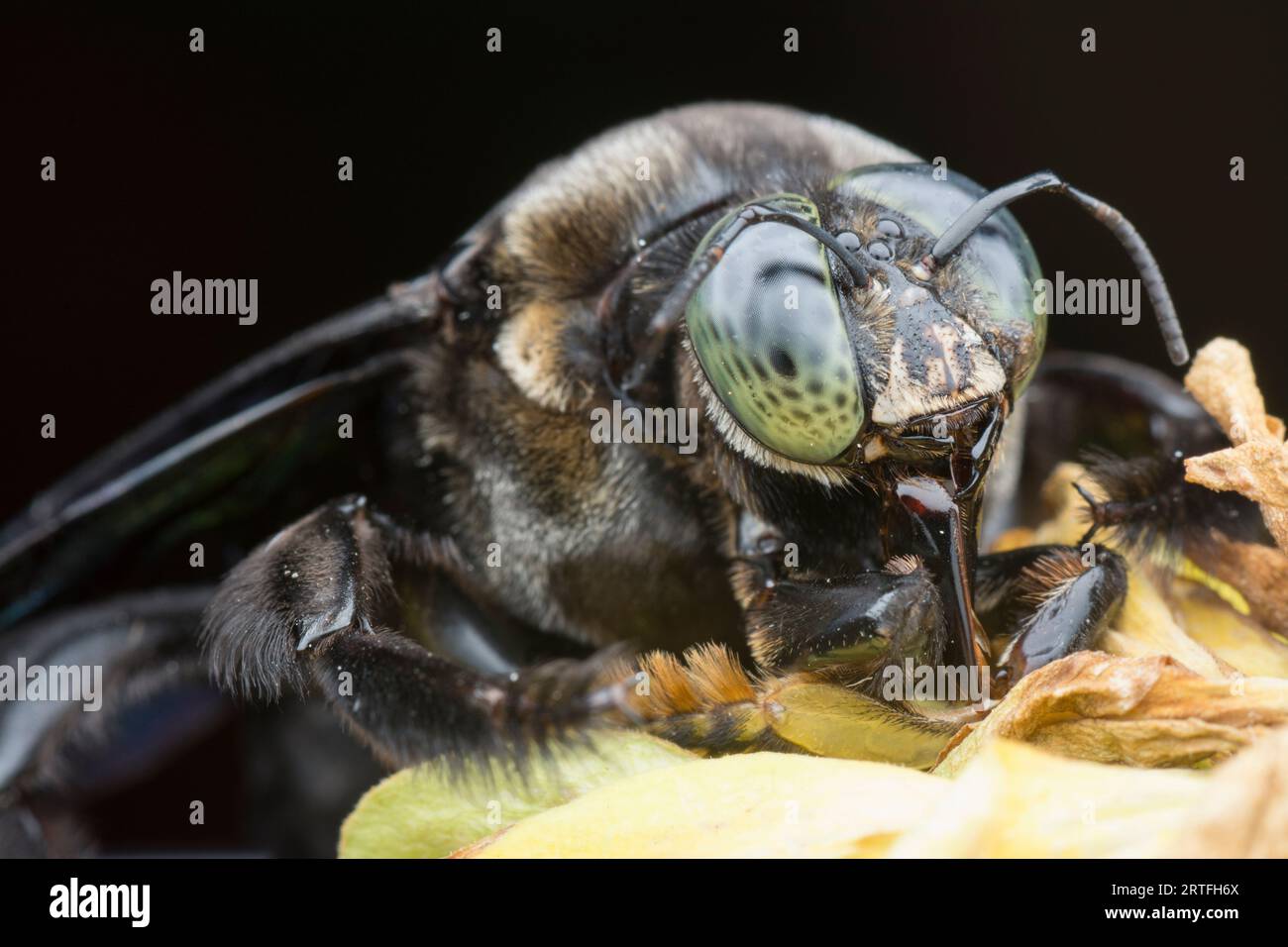 Nahaufnahme der Zimmermannsbiene Stockfoto