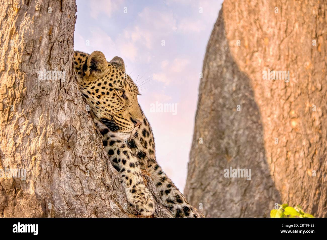 Konzentrieren Sie sich auf das Gesicht eines gut getarnten Leoparden (Panthera pardus) in Botswana, der seine Umgebung während des Tages in einem Baum ruht. Stockfoto