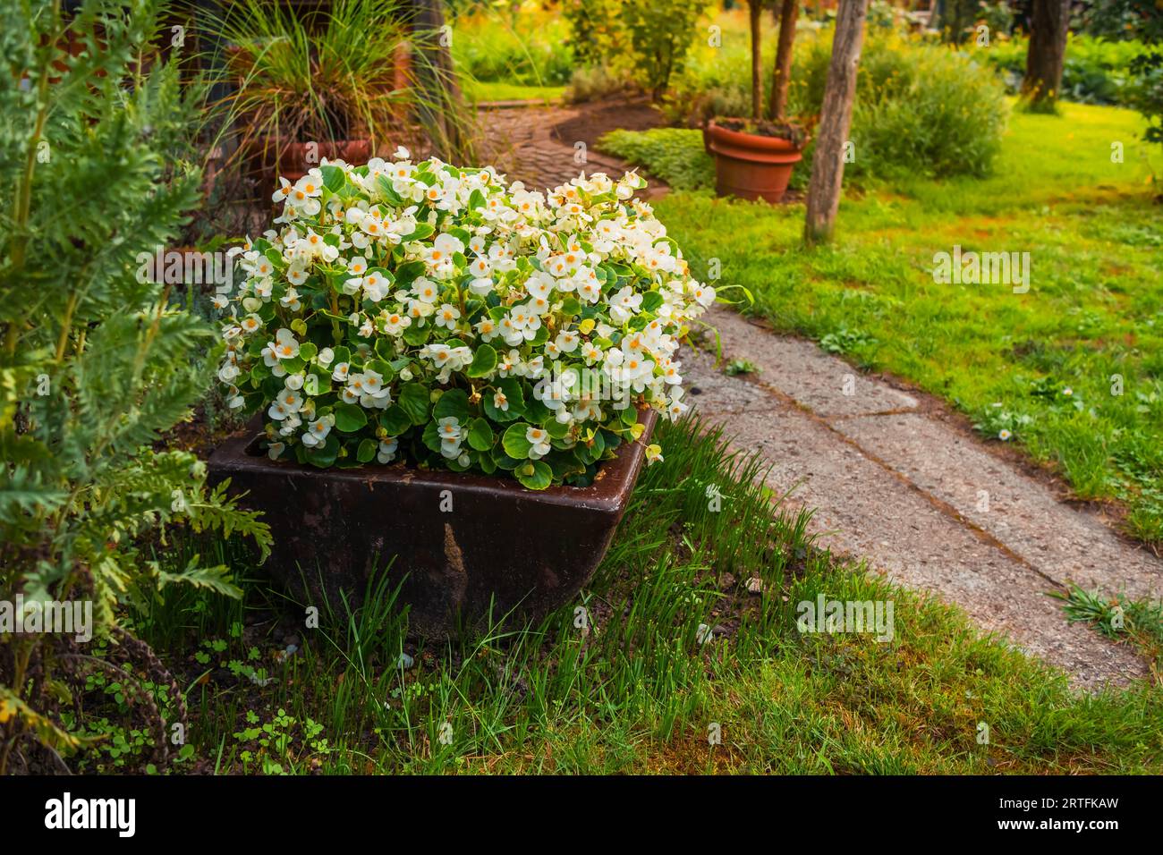Blumen und Pflanzen in einem Topf mit kleinem Pfad Stockfoto