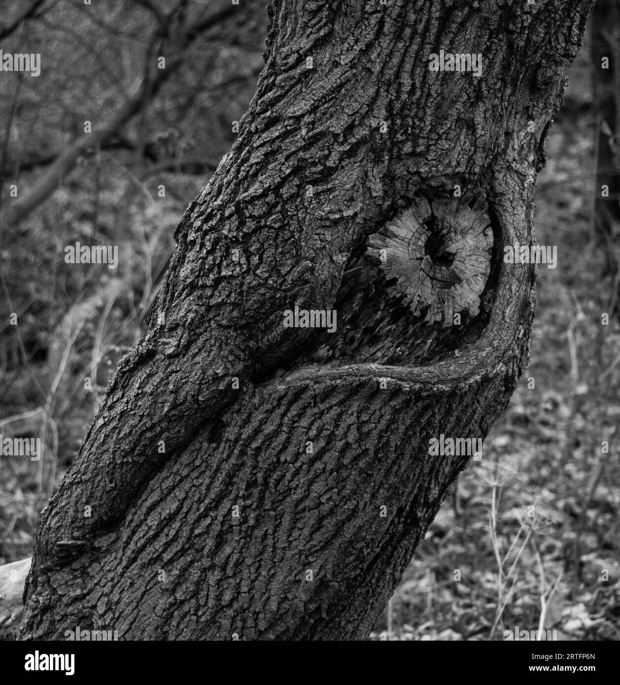 Ein Grauholz des Stammes eines Baumes im Wald Stockfoto