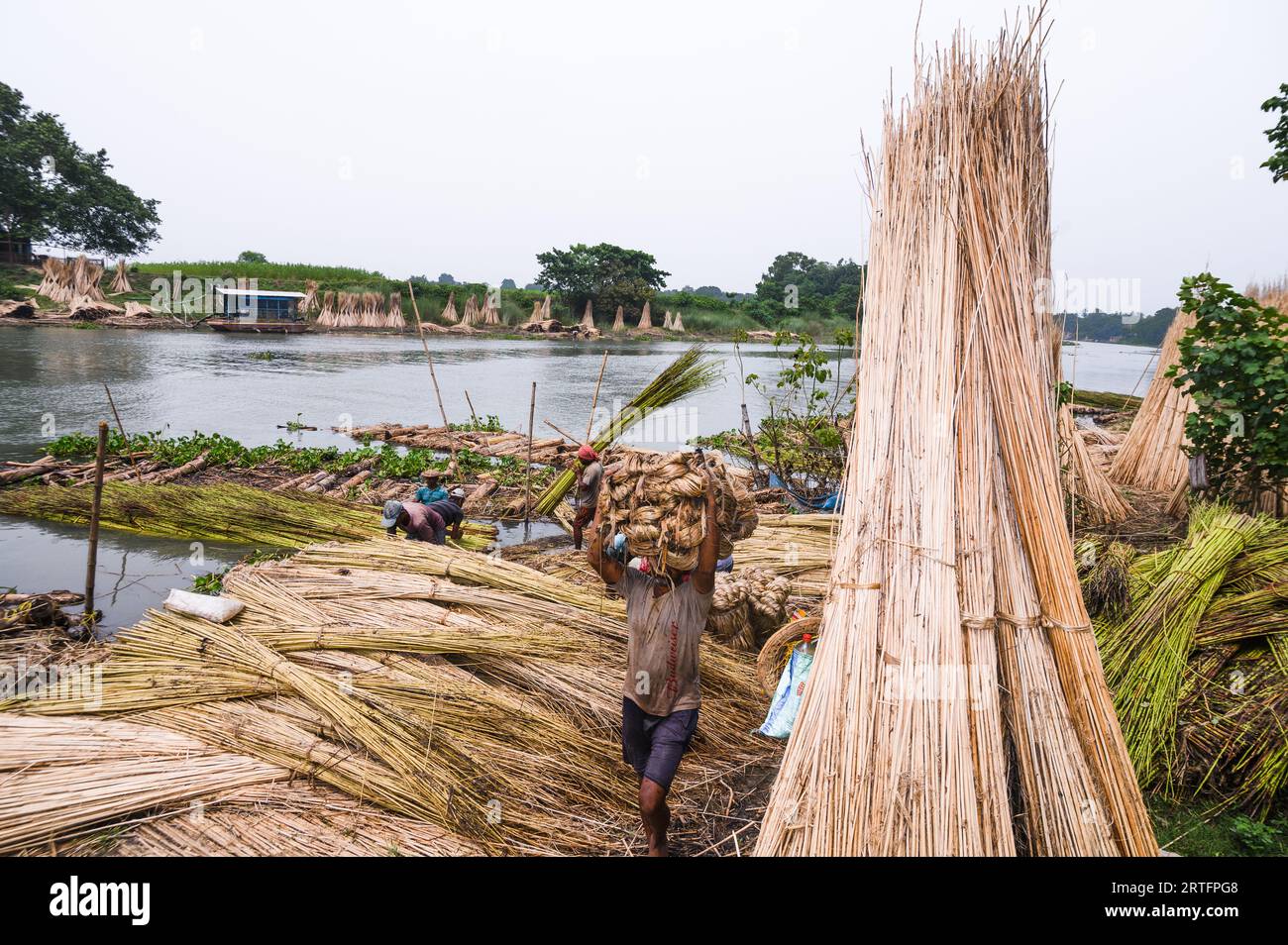 Der asiatisch-pazifische Raum, angeführt vom großen Juteproduzenten Indien, dominiert den Jutesäcke-Markt. Indiens reiche Produktionsmöglichkeiten und der globale Wandel hin zu umweltfreundlichen Alternativen haben zur Führungsrolle der Region beigetragen. Hier wird Jute geschnitten und an die Ufer des Jalangi River gebunden, um Blätter zu vergießen, und ein Teil der Fasern aus der Jute, die im Flusswasser verrottet, wird von Arbeitern genommen, um vor dem Verkauf auf dem Markt getrocknet zu werden. Tehatta, Westbengalen, Indien. Stockfoto