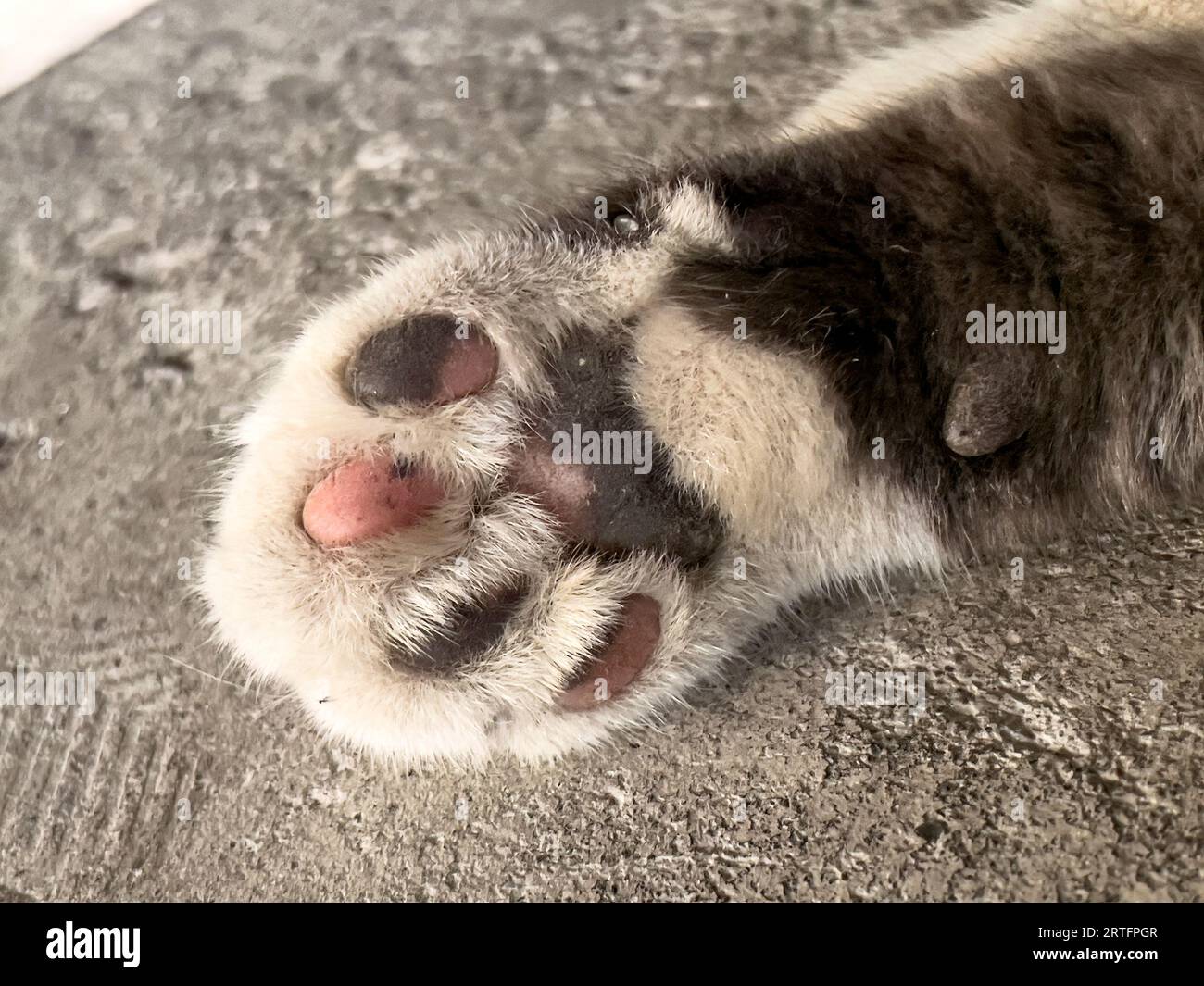 Nahaufnahme einer streunenden Katzenpfote, die komplexe Details und die raue Eleganz der Katze enthüllt. Stockfoto