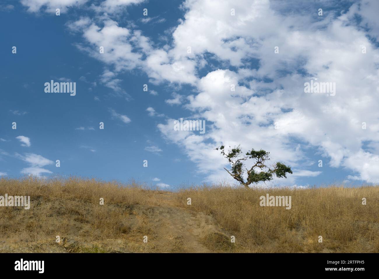 Eiche auf gelbem Grasfeld unter blauem Himmel mit weißen Wolken. Stockfoto