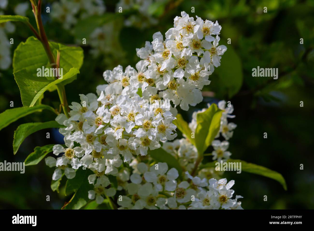 Vogelkirsche in der Blüte, Frühling Natur Hintergrund. Weiße Blumen auf grünen Zweigen. Prunus padus, auch bekannt als Hackberry, Hagberry oder Mayday Tree, ist ein Fluss Stockfoto