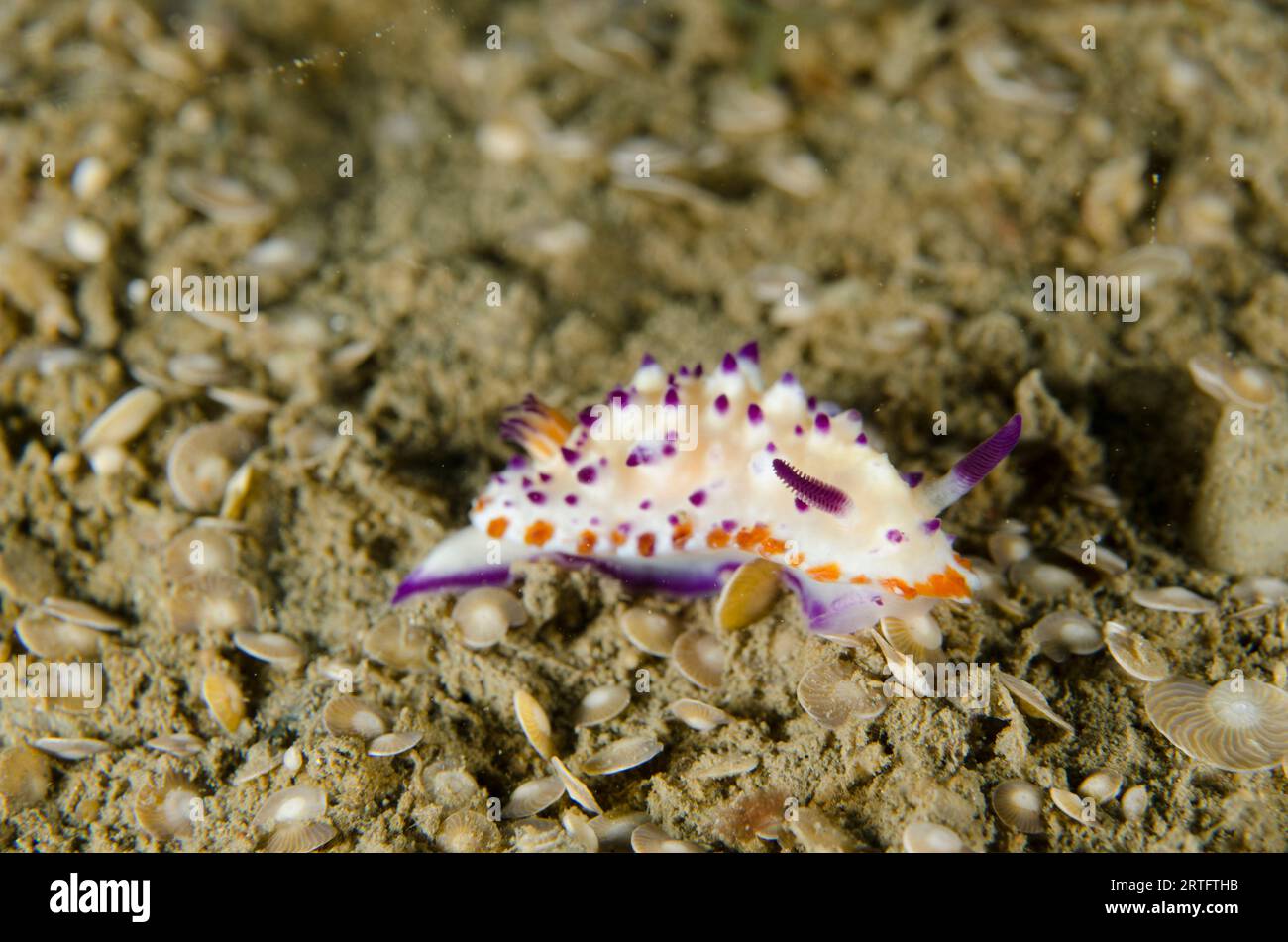 Mehrere Pusteln Mexichromis Nudibranch, Mexichromis multituberculata, kriechen auf Sand mit Foraminifera Muscheln, Foraminifera Infraphylum, Tasi Tolu di Stockfoto