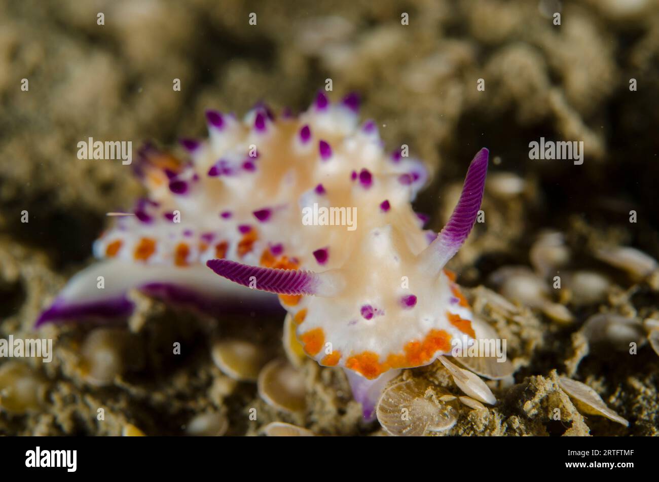 Mehrere Pusteln Mexichromis Nudibranch, Mexichromis multituberculata, kriechen auf Sand mit Foraminifera Muscheln, Foraminifera Infraphylum, Tasi Tolu di Stockfoto