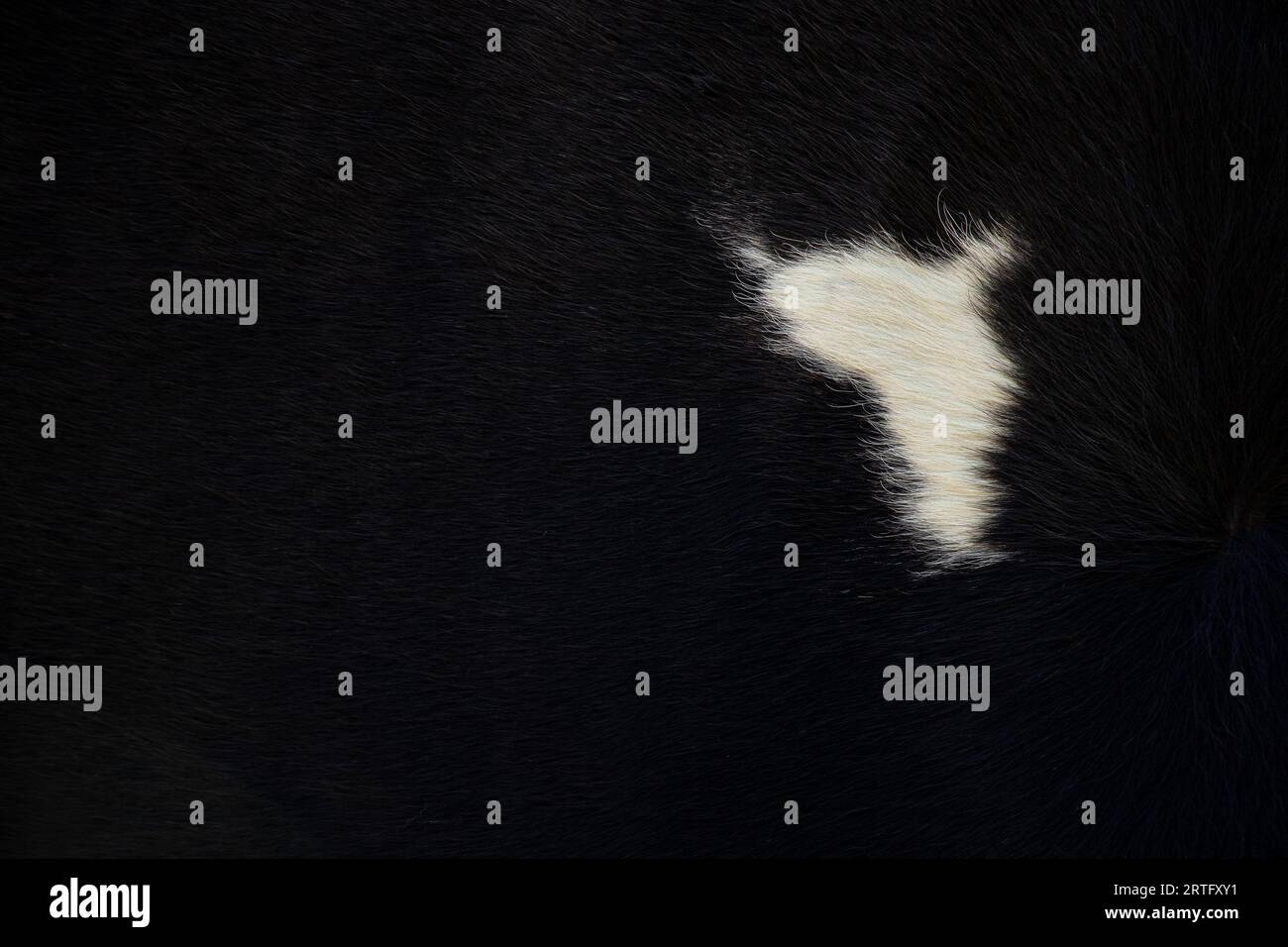 Kurze schwarze Wolle mit einem weißen Fleck als Hintergrund, schwarzer Wollteppich, Tierhaare, Pelz Stockfoto
