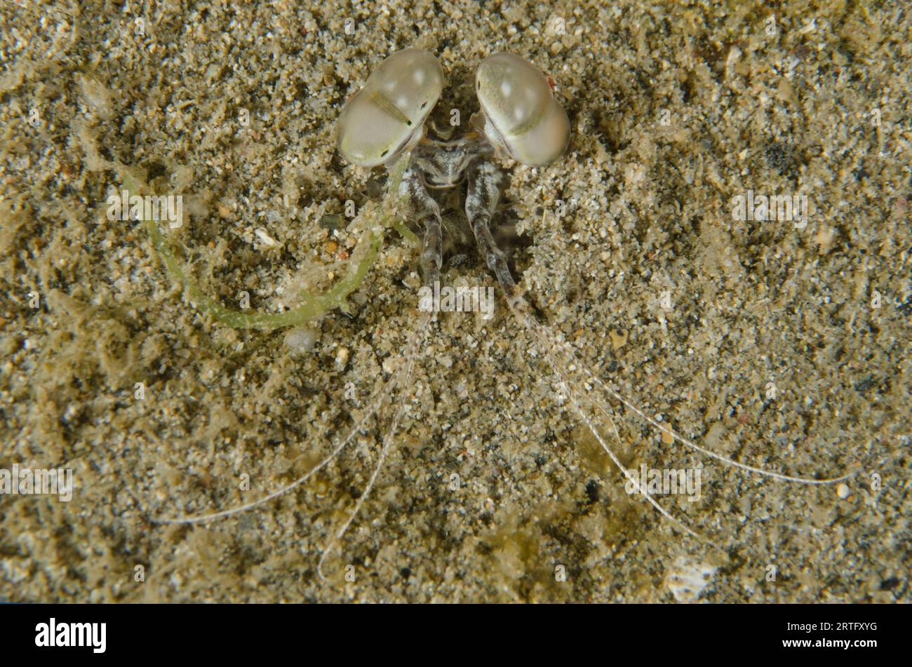 Spearing Mantis Shrimp, Lysiosquillina sp., getarnt in Loch in Sand, Nachttauchen, Dili Rock East Tauchplatz, Dili, Osttimor Stockfoto