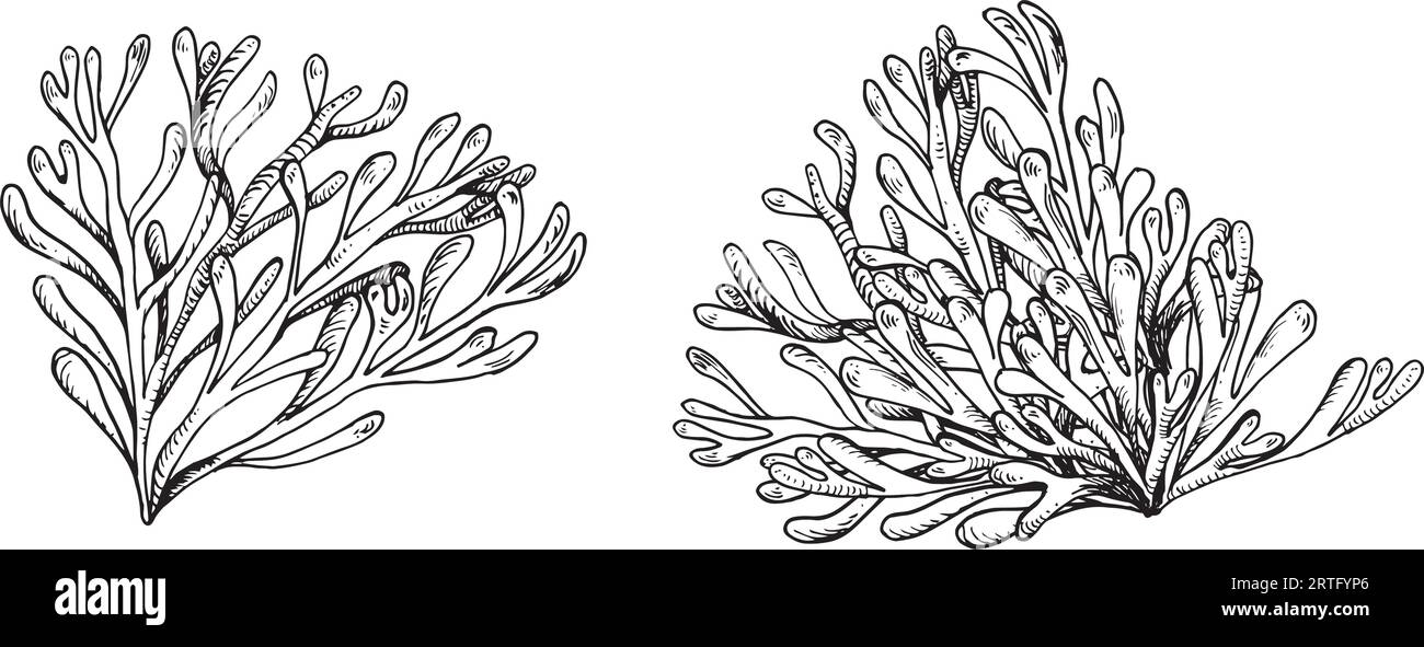Seepflanzen Tinte Hand gezeichnete Illustration isoliert auf weißem Hintergrund. Einzelner rosa Agar-Seetang, Phyllophora-Vektor mit schwarzer weißer Linie. Design Stock Vektor
