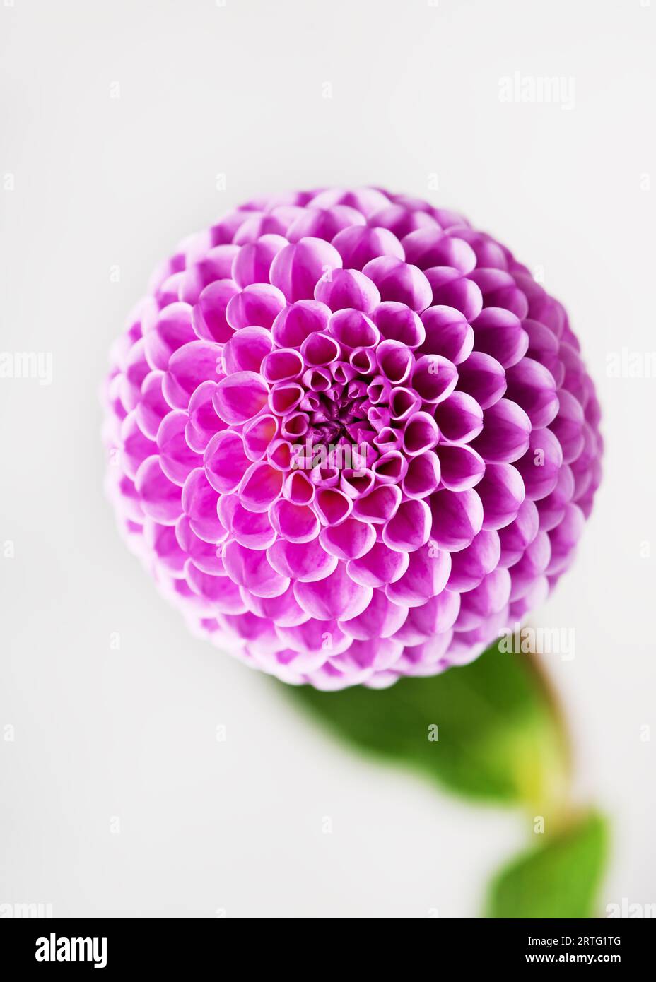 Blick von oben auf die wunderschöne lila Pompon Dahlia mit weichem, unscharfem Bokeh-Hintergrund. Floristik- oder Gartenkonzept. (Dahlia Pompon) Stockfoto