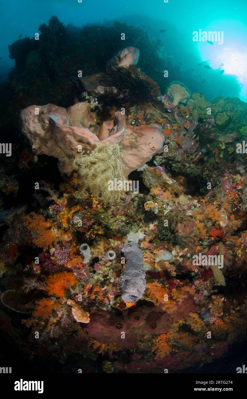 Crinoid, Comatulida-Orden, auf Elefantenohr-Schwamm, Ianthella basta, mit Sonne im Hintergrund, der Tauchplatz Cove, Atauro Island, Osttimor Stockfoto