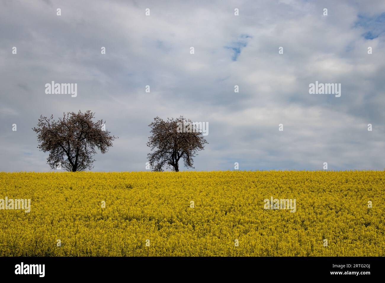 Malerischer Blick auf die Landschaft mit einem Rapsfeld im Vordergrund und zwei Apfelbäumen am Horizont Stockfoto
