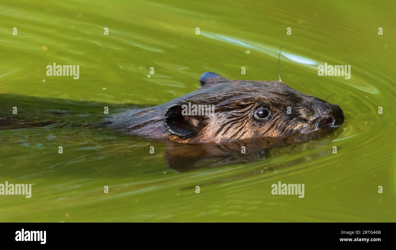 Nahaufnahme eines nordamerikanischen Bibers, Castor canadensis, Schwimmen in einem Teich, Toronto, Kanada Stockfoto