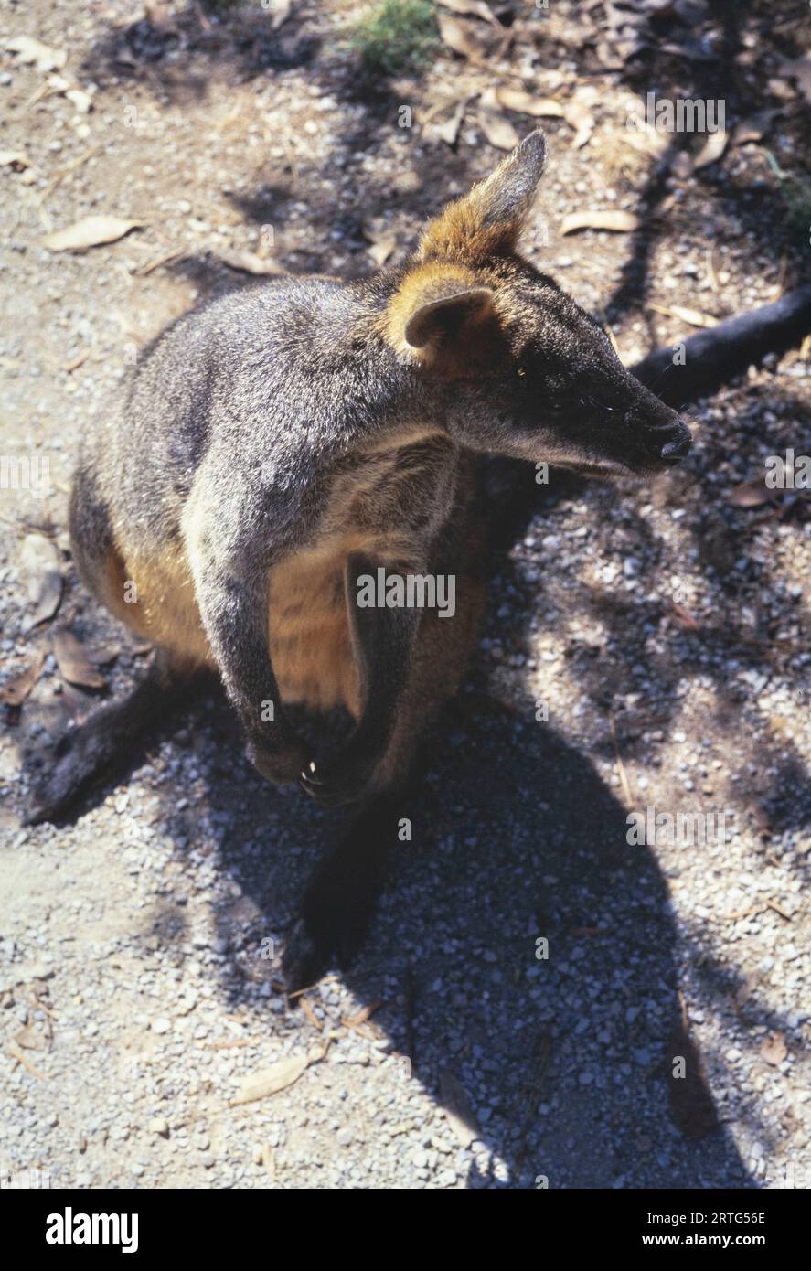 Melbourne, Australien Dezember 1999: Eine ehrliche Gefangennahme eines australischen Kängurus aus den 1990er Jahren Stockfoto