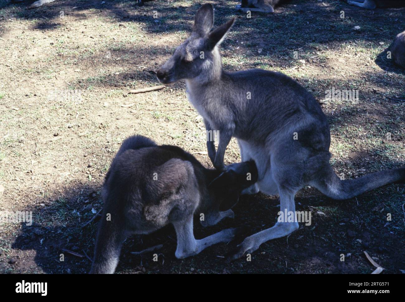 Melbourne, Australien Dezember 1999: Eine ehrliche Gefangennahme eines australischen Kängurus aus den 1990er Jahren Stockfoto