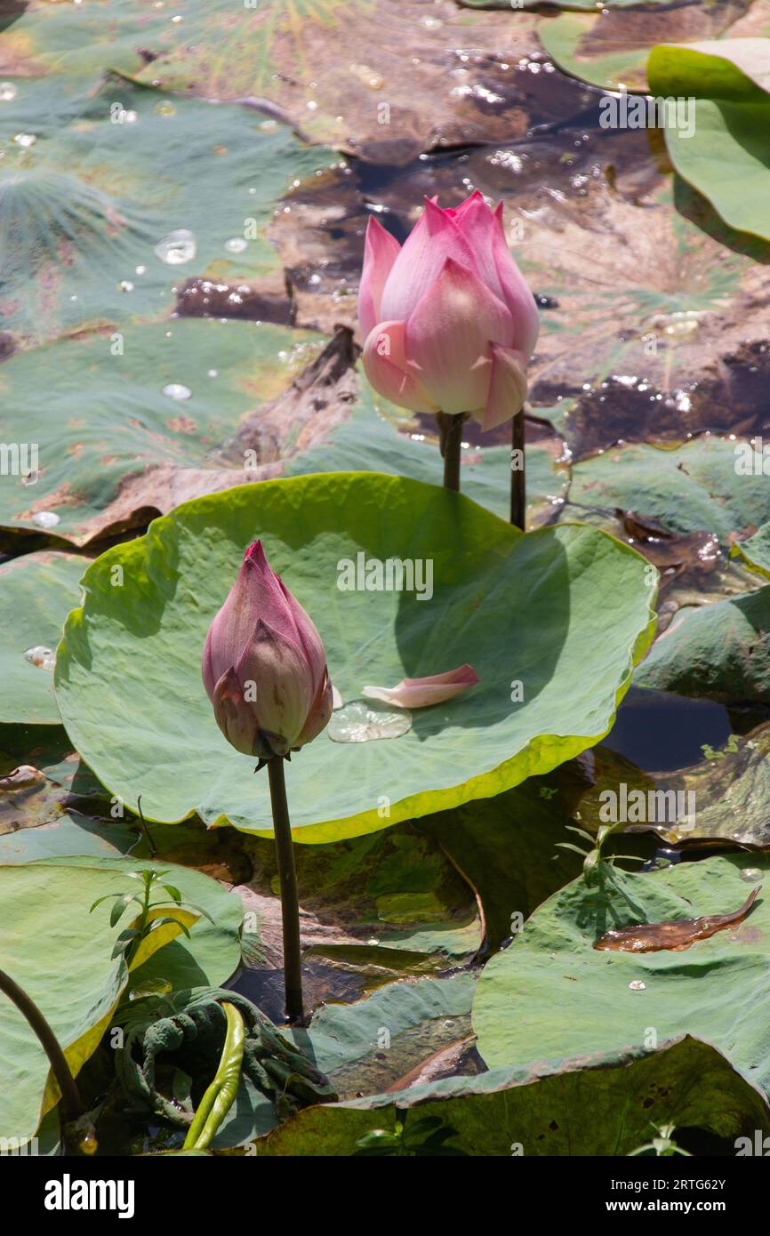 Heiliger Lotus | Indischer Lotus | Nelumbo Nucifera Stockfoto