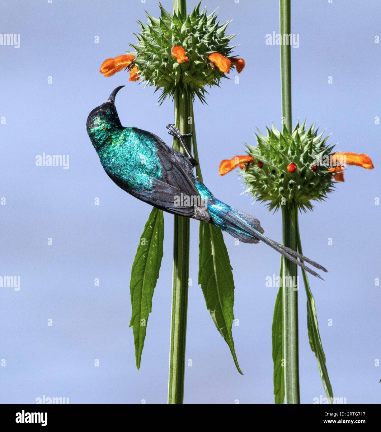 Der männliche schöne Sunbird hat eine auffällige Farbenpracht während der Brutsaison. Die metallische Iridierung entsteht durch Lichtbrechung. Stockfoto