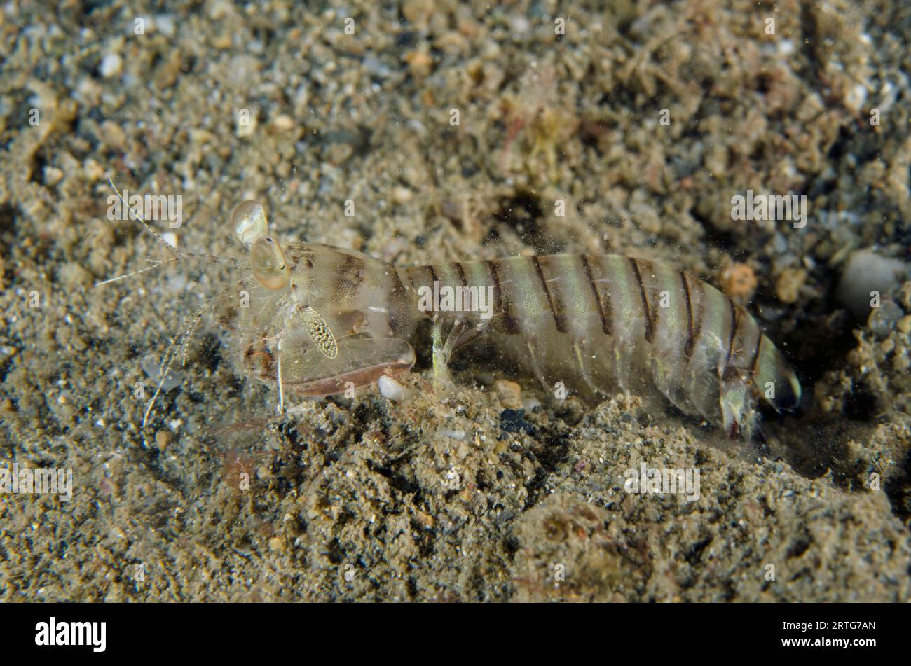 Tiger Mantis Shrimp, Lysiosquillina maculata, Nachttauchen, Dili Rock East Tauchplatz, Dili, Osttimor Stockfoto
