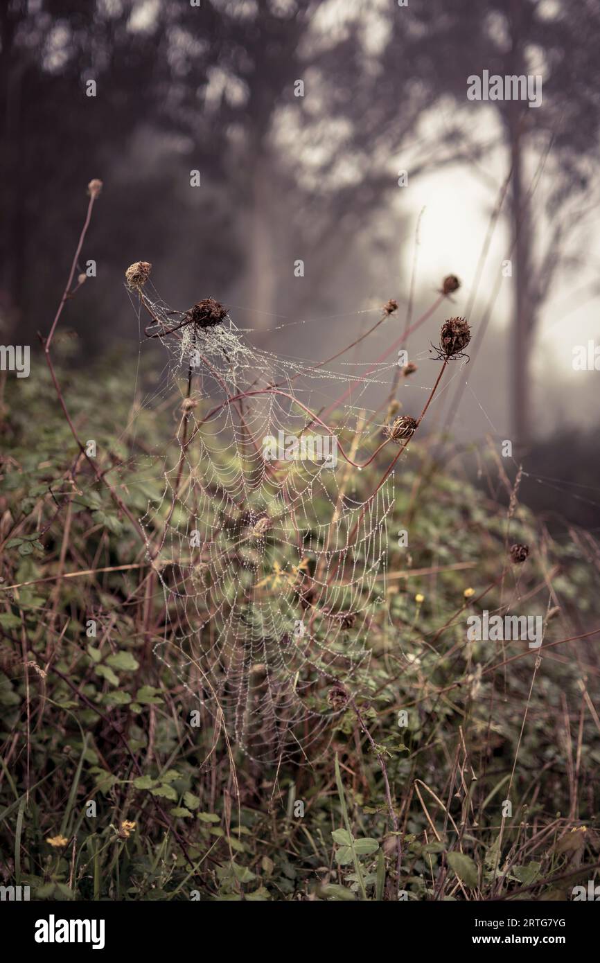 Spinnennetz mit Tautropfen am frühen Morgen im Wald. Schönheit in der Natur. Stockfoto