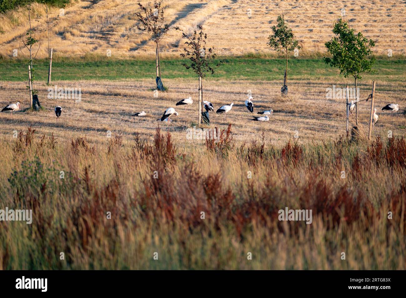 Viele weiße Störche (Ciconia ciconia) versammeln sich abends auf einer grünen Wiese und putzen sich selbst. Stockfoto