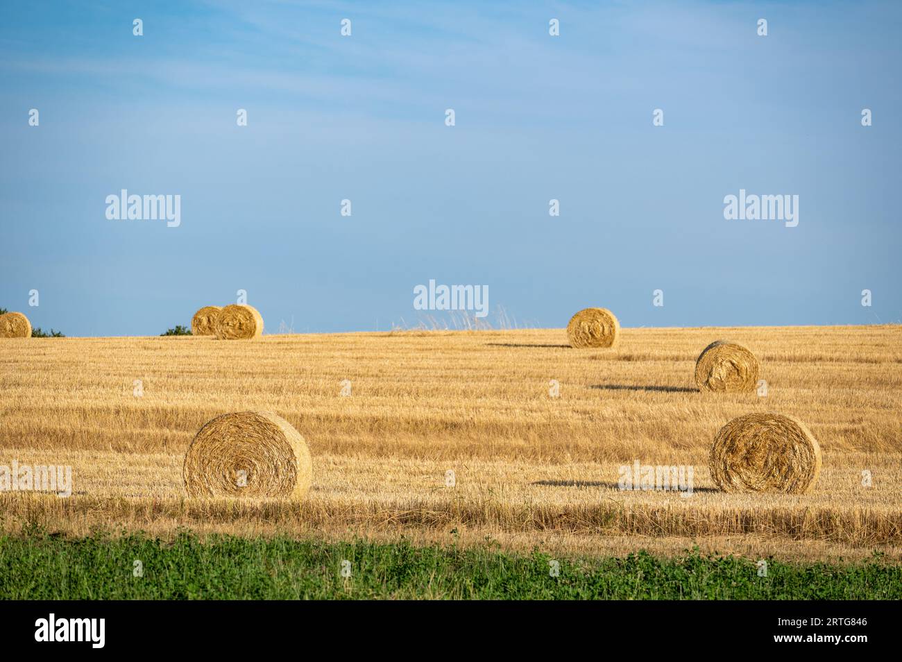 Strohballen auf dem geernteten Feld mit Horizont und blauem Himmel Stockfoto