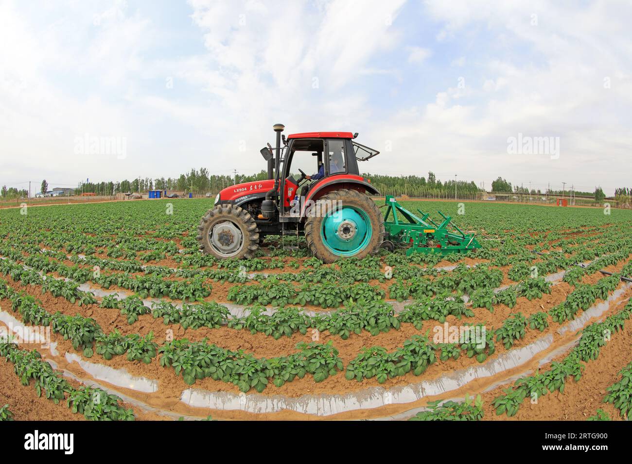 LUANNAN COUNTY, Provinz Hebei, China - 5. Mai 2019: Bauern fahren Traktoren auf Kartoffelfeldern und Unkraut auf Bauernhöfen. Stockfoto