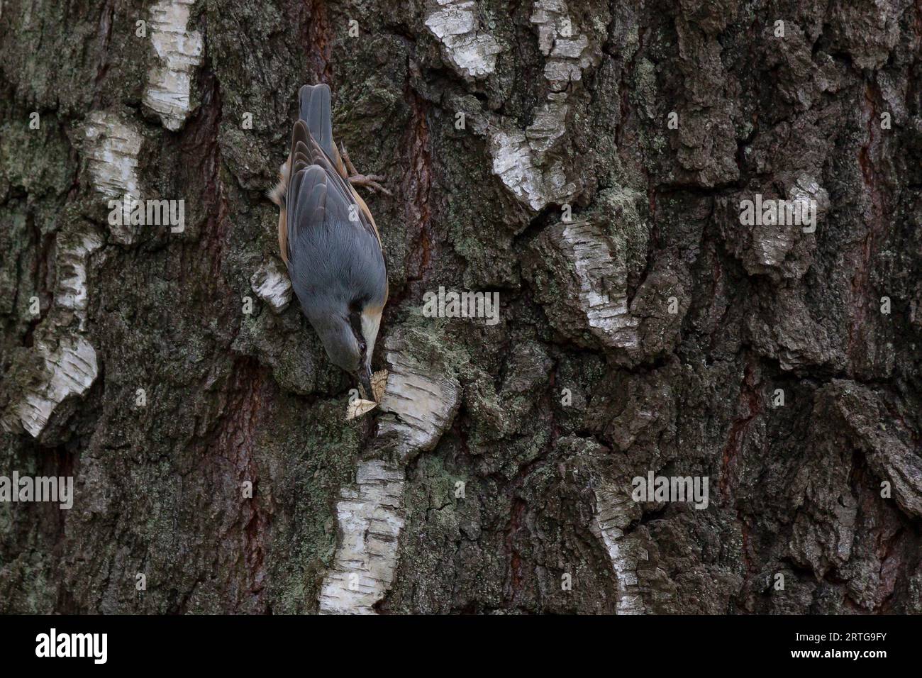 Nahaufnahme der Nacktschnecke, die ein Insekt an einer Birke fängt Stockfoto