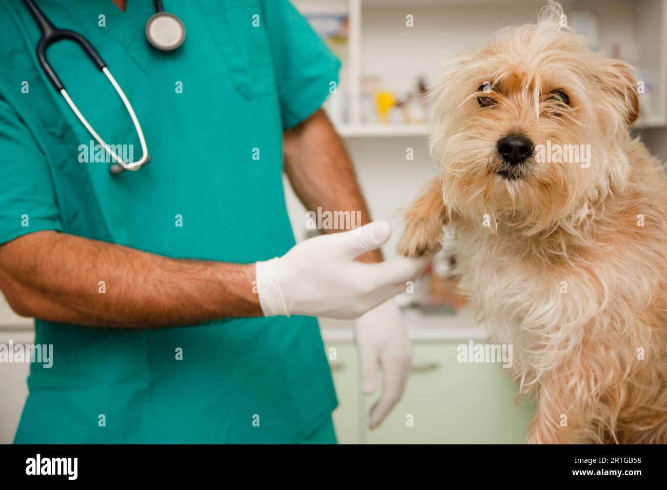 Nahaufnahme des Tierarztes, der Hundepfote inspiziert Stockfoto