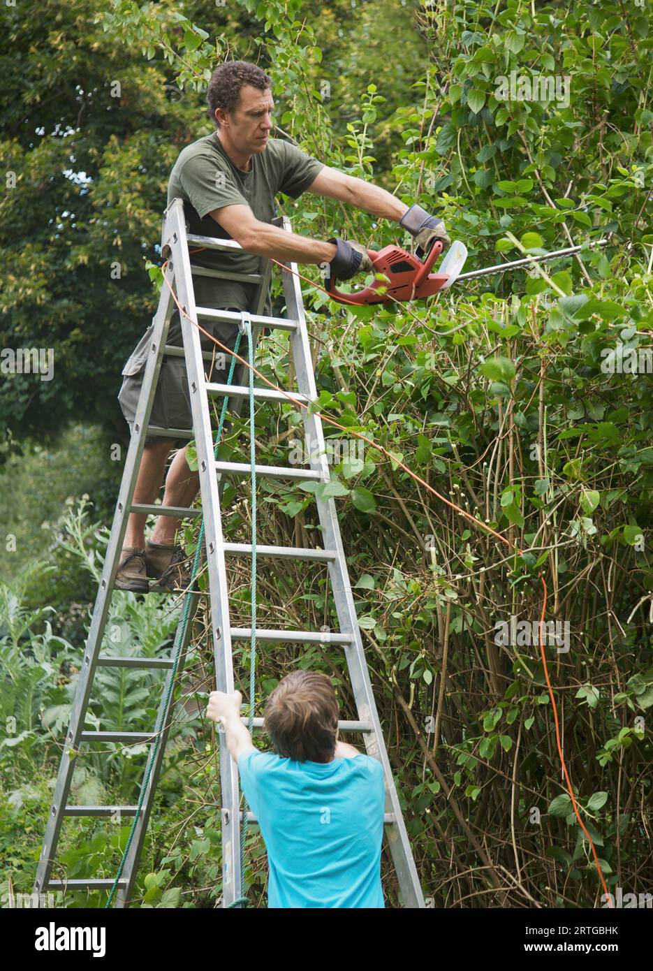 Mann, der mit einer elektrischen Heckenschere auf einer Leiter steht Stockfoto
