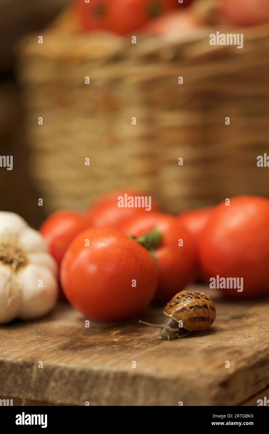 Nahaufnahme einer Schnecke glitt auf einer Holzbank neben einigen Tomaten und eine Knoblauchzwiebel Stockfoto