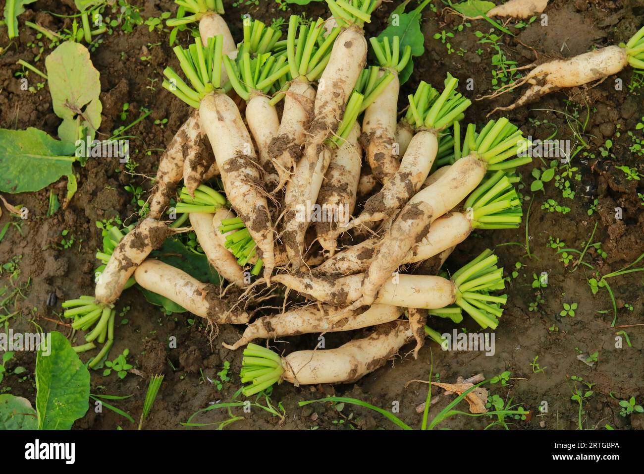 Frische weiße Radieschen auf dem Ackerland, Ernte der weißen Radieschen, frische Radieschen im Garten, landschaftliches Gemüsefeld Stockfoto
