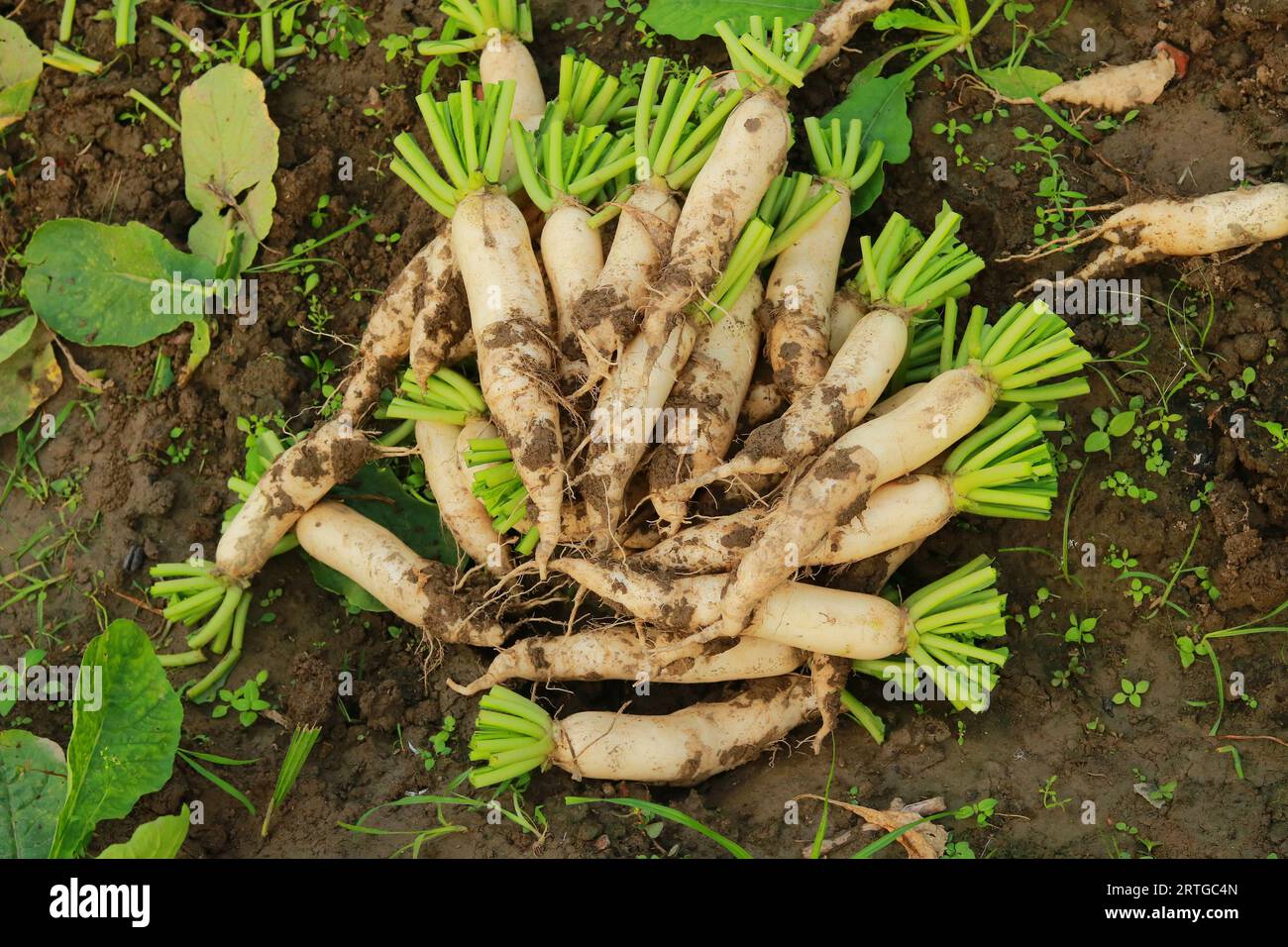 Frische weiße Radieschen auf dem Ackerland, Ernte der weißen Radieschen, frische Radieschen im Garten, landschaftliches Gemüsefeld Stockfoto